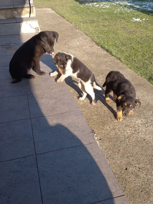 Цуценята шукають свій дім