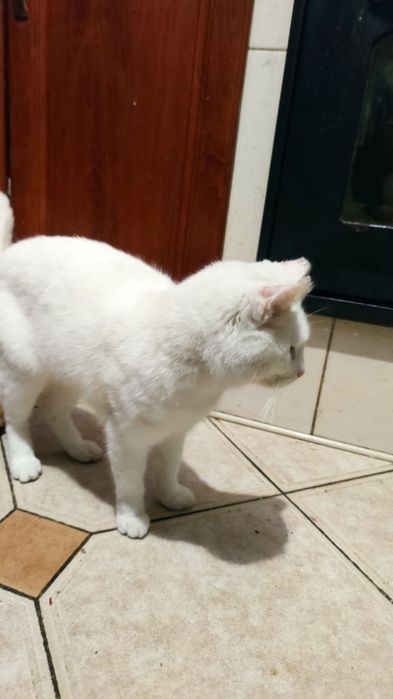 Безкоштовні милі котики