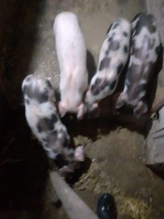 Vendo leitoes bisaros e pietran