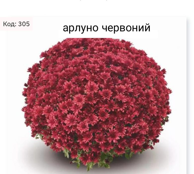 хризантема мультифлора