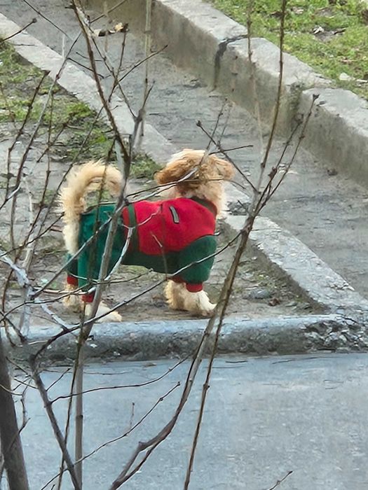 Одежда для собаки