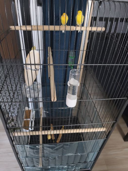 Kanarki zółte(samiec Francesco i samica Miriam)