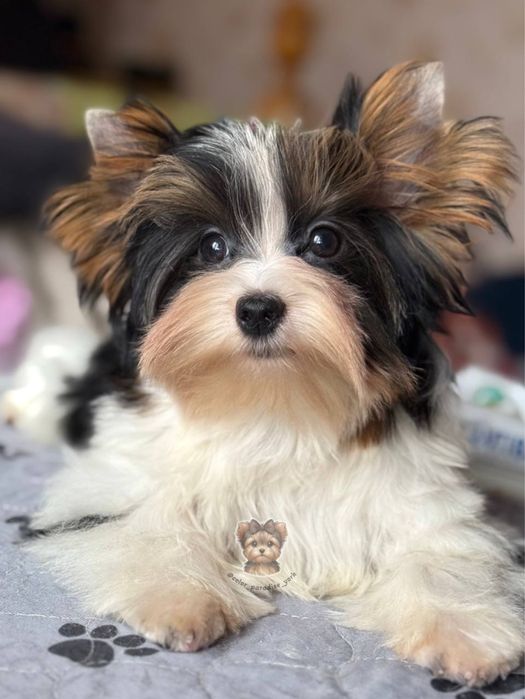 Йоркширский терьер