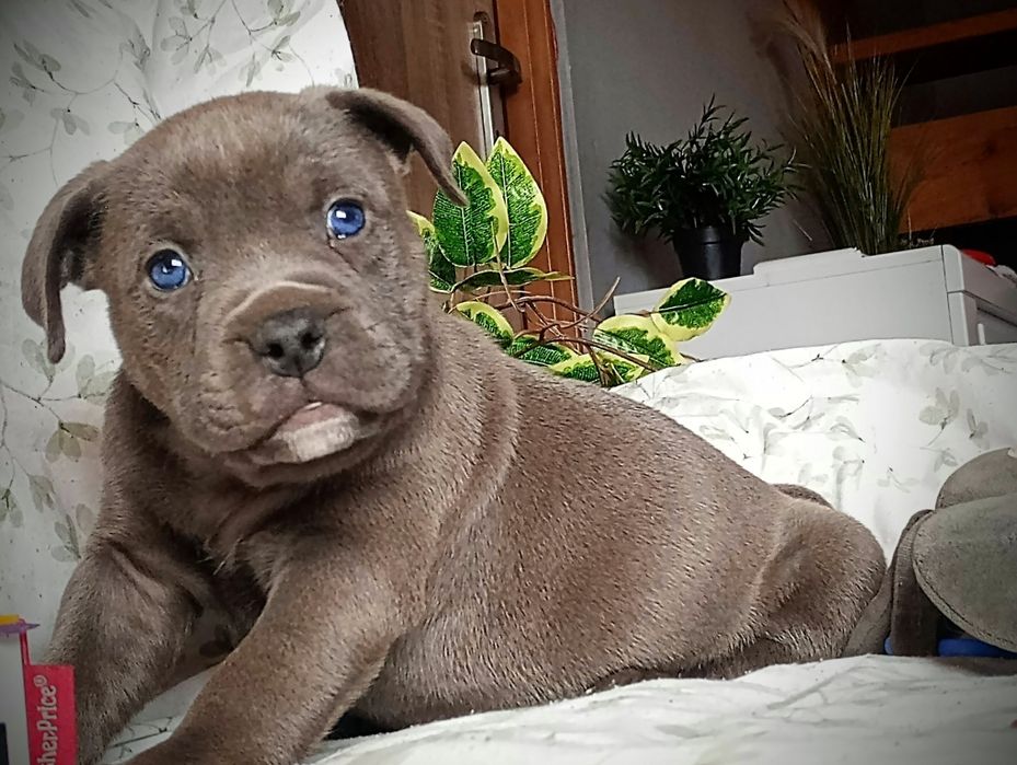 Amerycan Stanford terier  amstaff