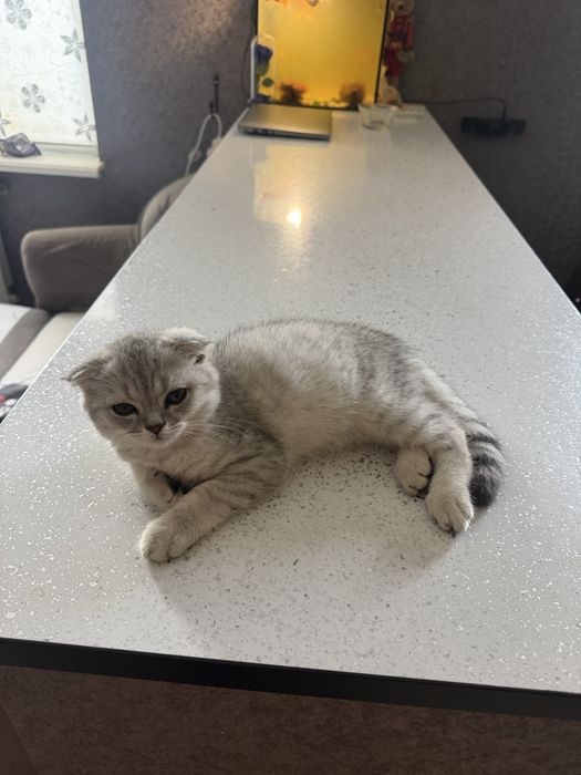 Котик скоттиш страйт+серебряная шиншила