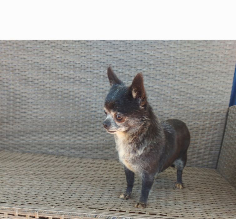 Chihuahua muito meiga