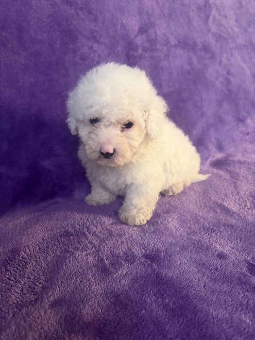 Caniche menino mini