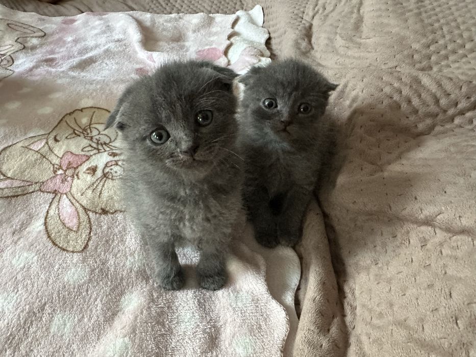 Чудові кошеннятка