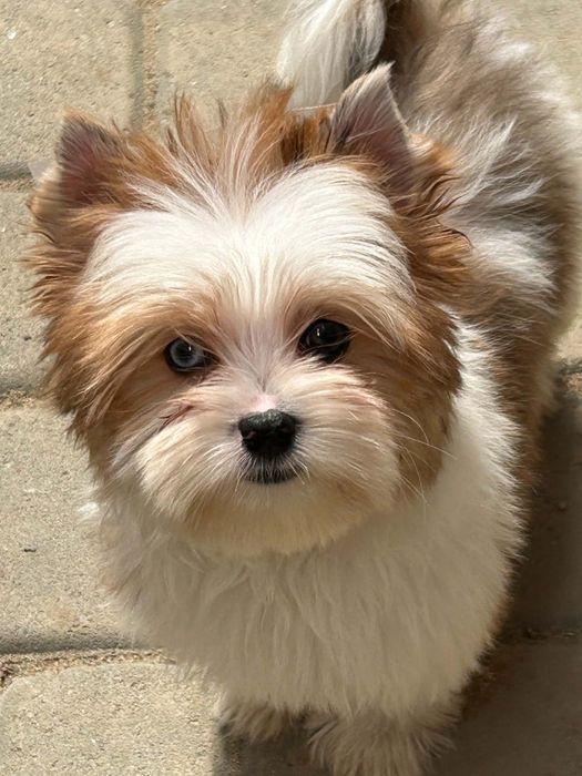 Redberry yorkshire terrier suczka biewer golddust