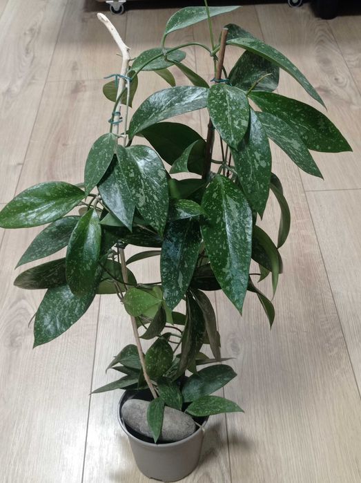 Hoya Hoja MEMORIA X ir26 cięta