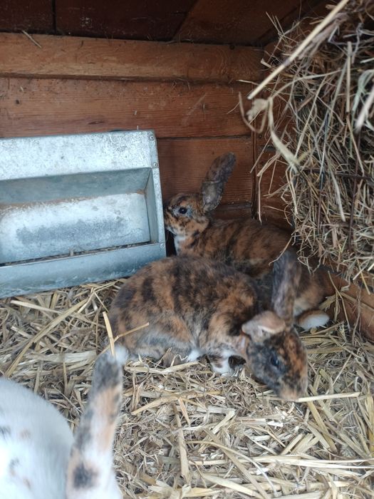 króliki rasy rex trójbarwny I gepard