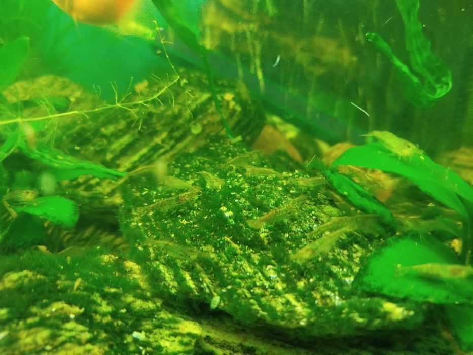 Krewetki zwykłe, polecam