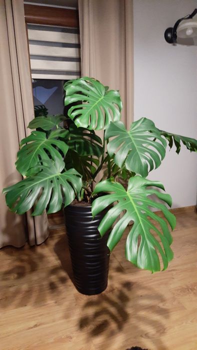 Kwiat monstera wraz z doniczką