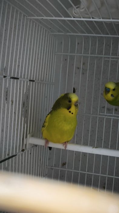 Periquitos e mandarins