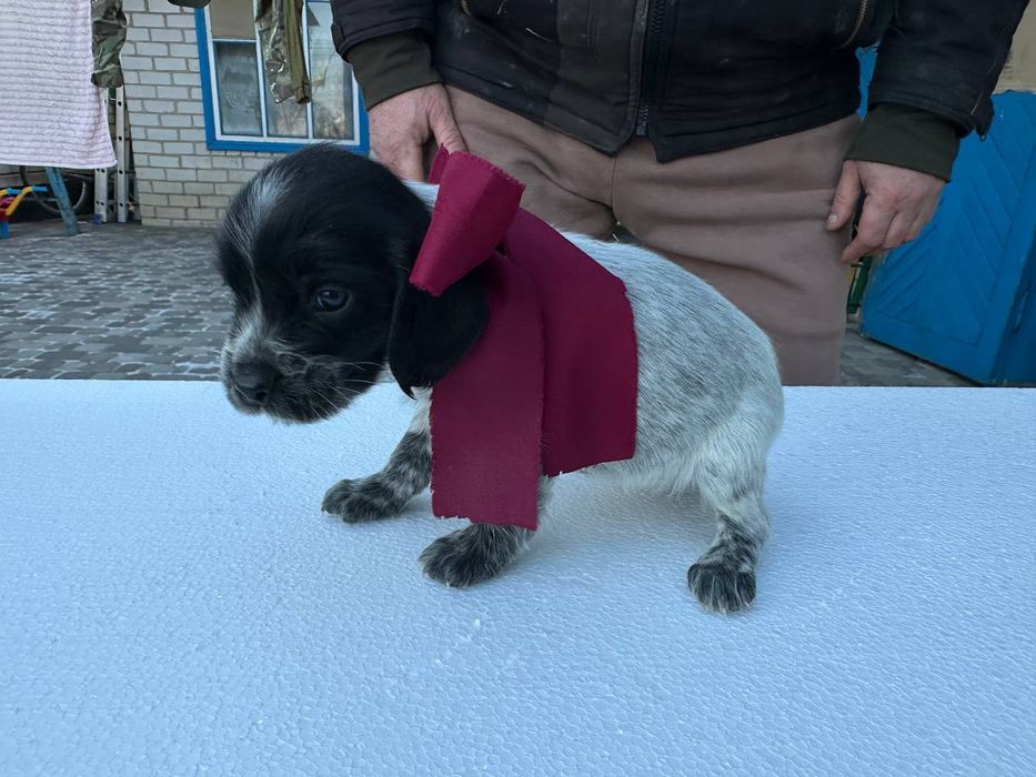 Цуценята мисливського спаніеля