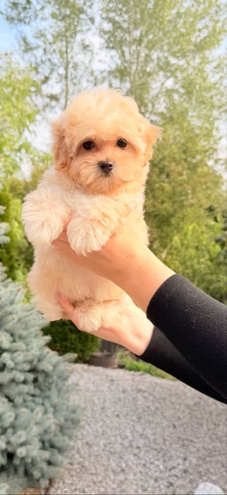 хлопчик мальтипу