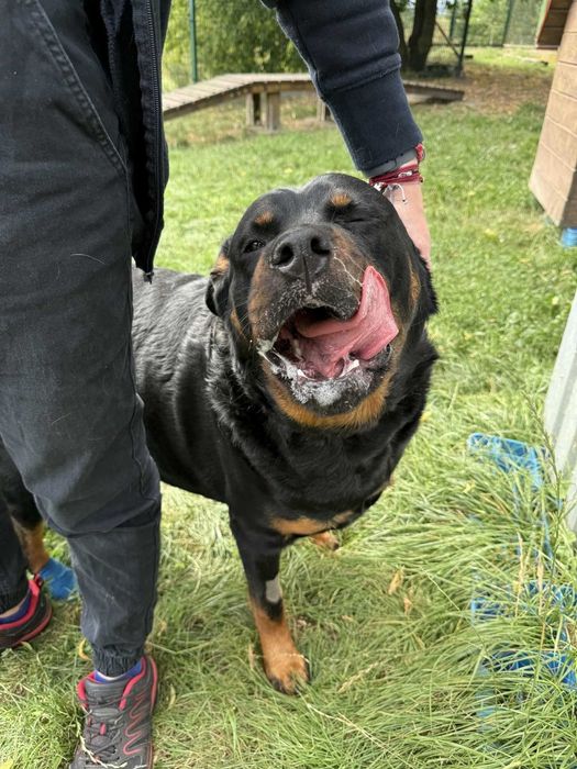 Irma - wyjątkowa dama w typie Rottweilera szuka domu - 6036/25