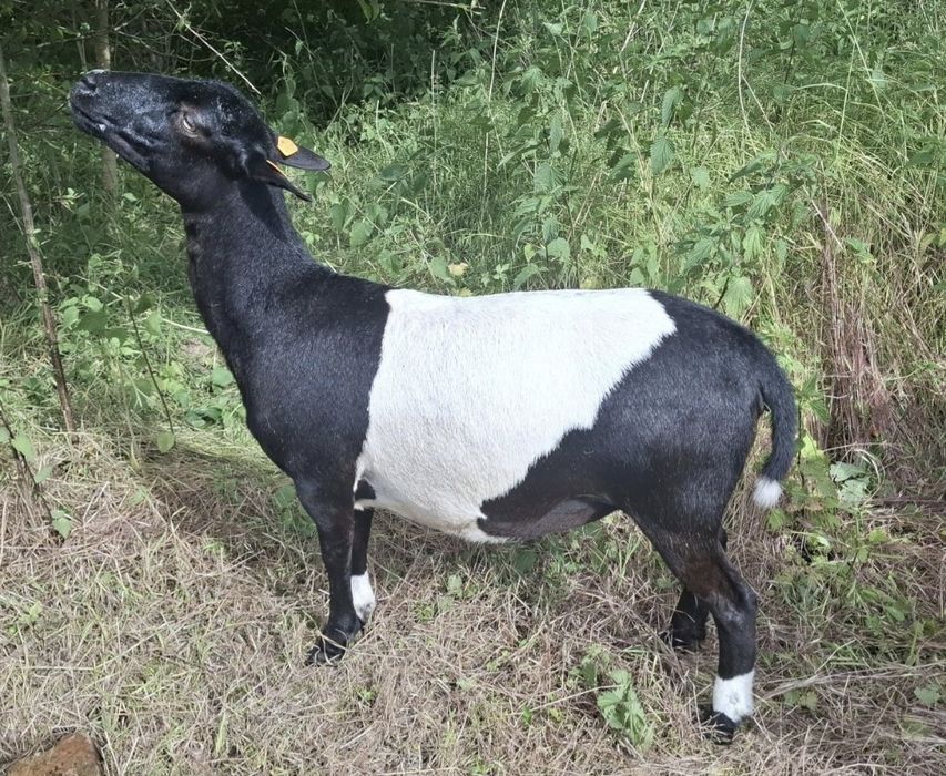 Jagnięta rasy Dorper