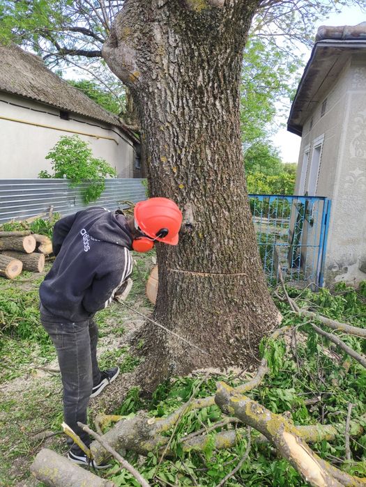 Зрізання ДЕРЕВ та обрізка ДЕРЕВ