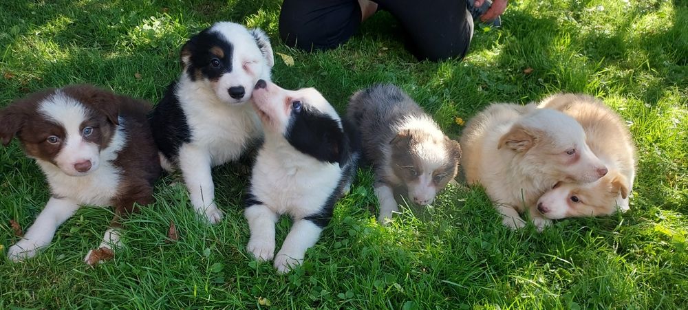 Border Collie szczeniak