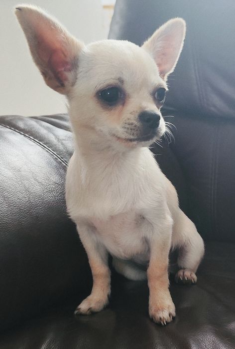 Chihuahua z rodowodem