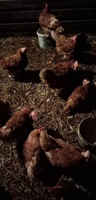 Okazja! Dowóz jutro lub pojutrze Kury Nioski Białe i Brązowe po 30zł