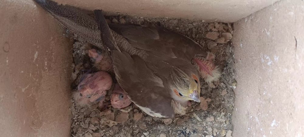 Caturras bebes para criar a mão