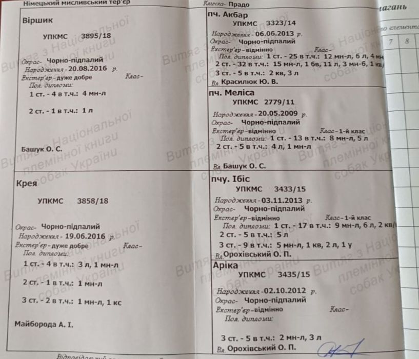 В'язка, вязка ягдтер'єр,ягдтерьер,яг