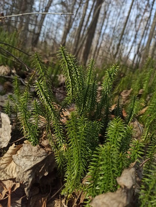 Чага сира для Сергея 320 грн.