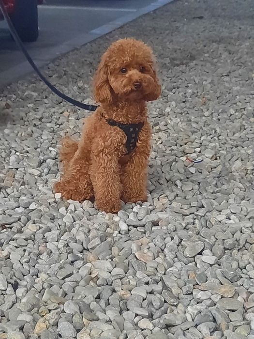 Щенки Той пудель  китай .тикап