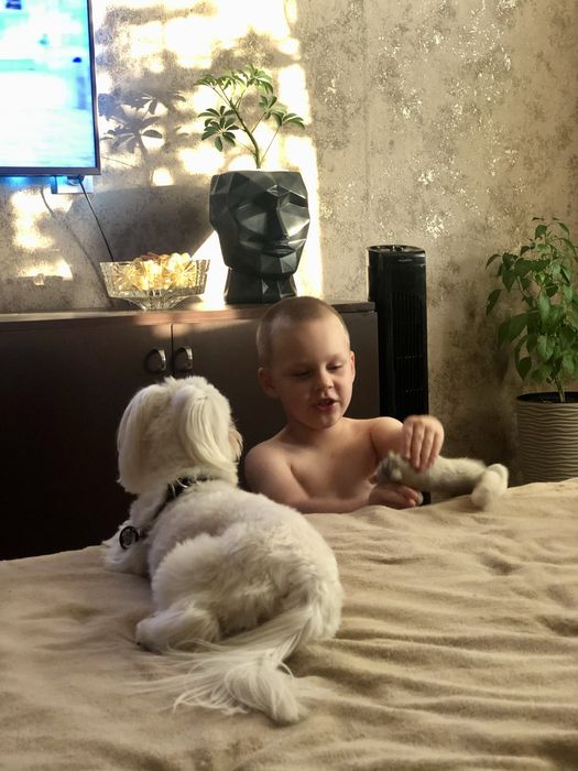 Перетримка тварин собак , котів