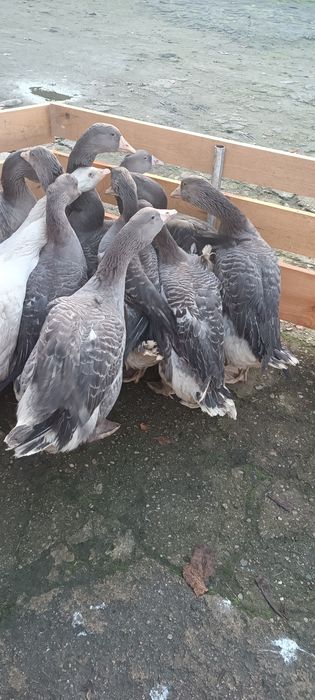 Sprzedam gęsi landes