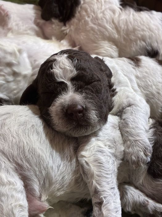 Lagotto Romagnolo piesek