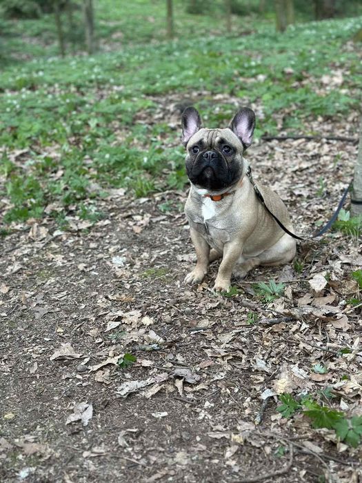 Перетримка тварин