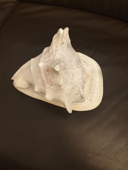 Búzio de ceramica
