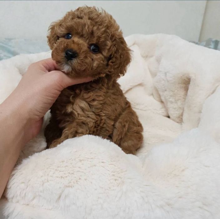 Неймовірно милі мальтипу ред браун дівчинка та хлопчик