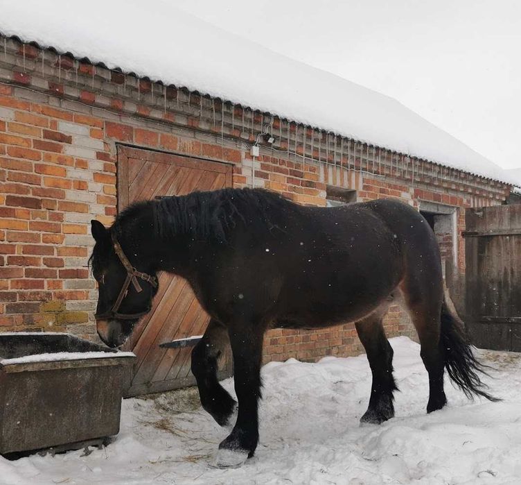 Źrebna klacz zimnokrwista