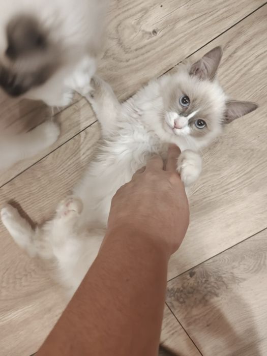 Ragdolle gotowe do odbioru