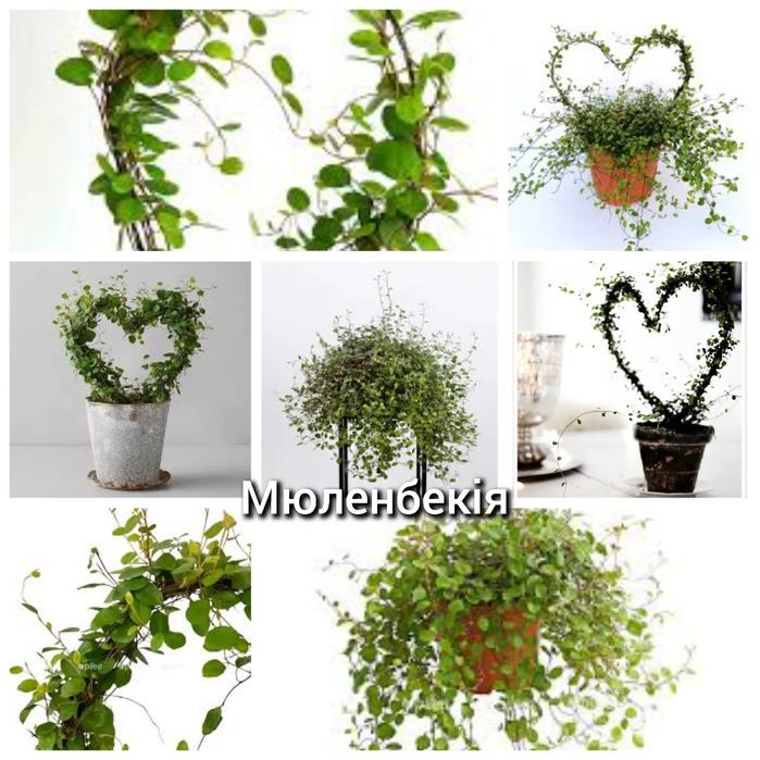 Мюленбекія зелена і варієгатна