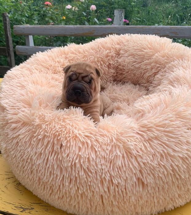 Питомник предлогает шикарных щенков шарпея