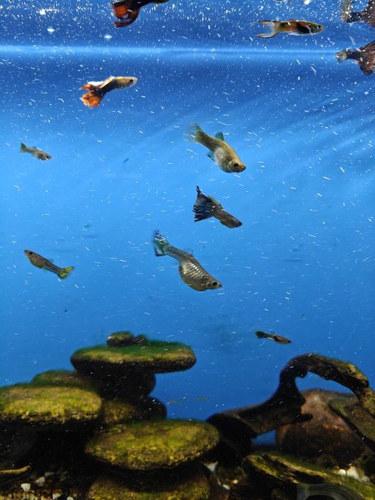 Rybki Gupiki Gupik Pawie Oczko Endlera  Akwariowre Łódź  Wiskitno