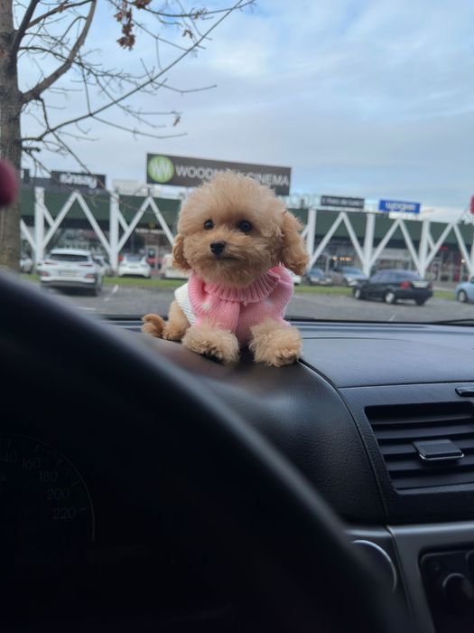 Мікро мальтипу дівчинка. Девочки Микро