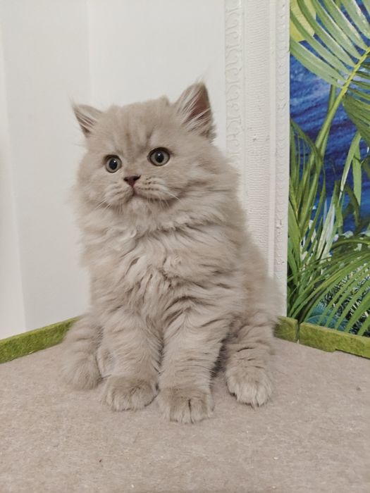 Macho British Longhair  Lilac