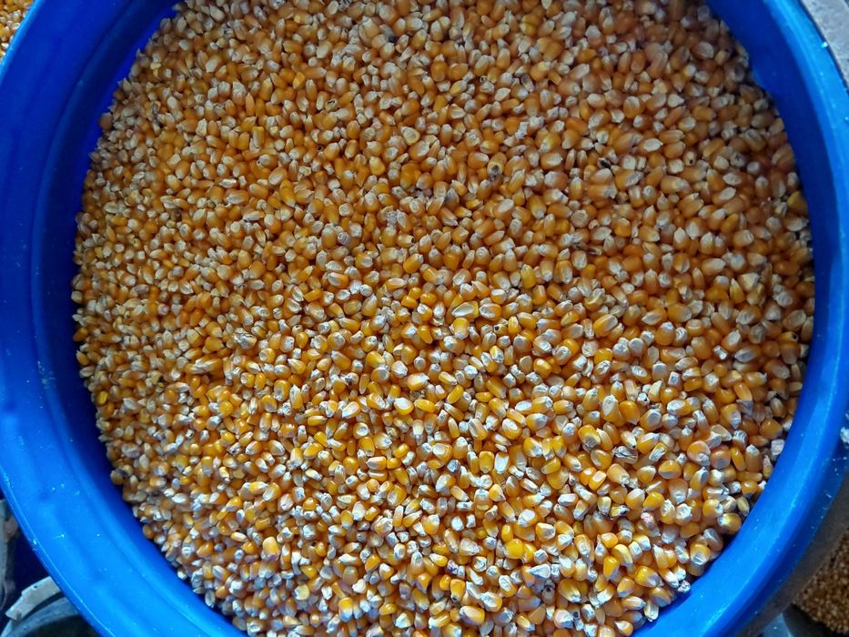 Milho Miudo 6€ por 15Kg