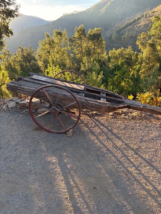 Carro de vacas antigo
