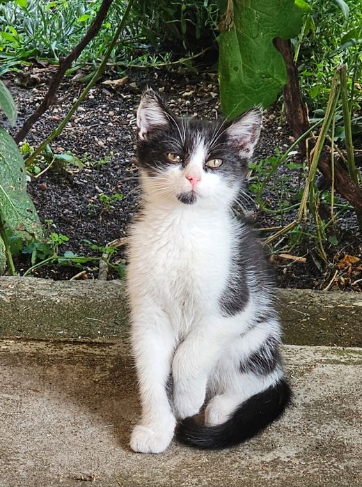 Kotek, kotka  do adopcji