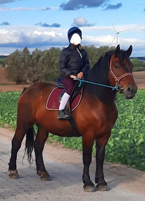 Sprzedam klacz zimnokwistą