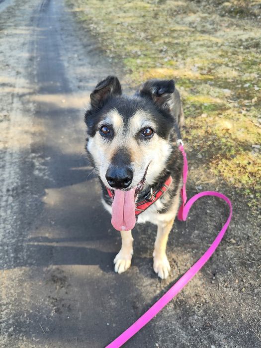 Bosman od 3 lat czeka na dom w schronisku