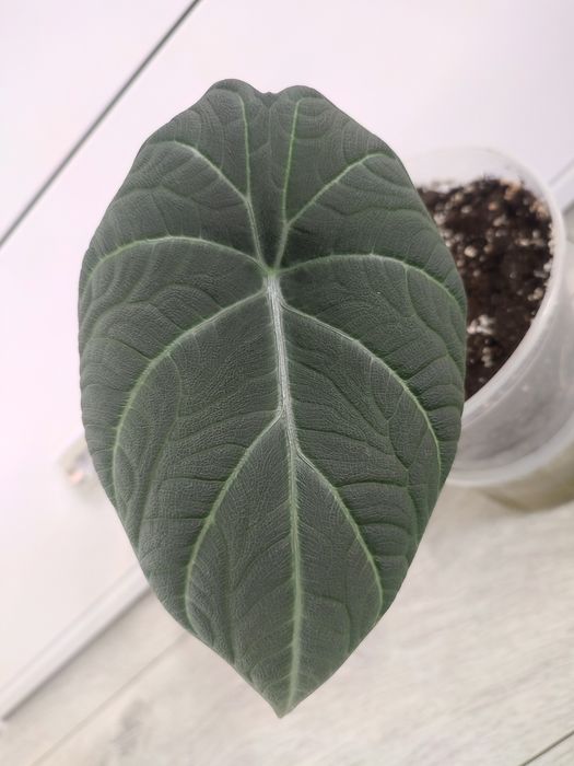 Алоказия Maharani, Махарани