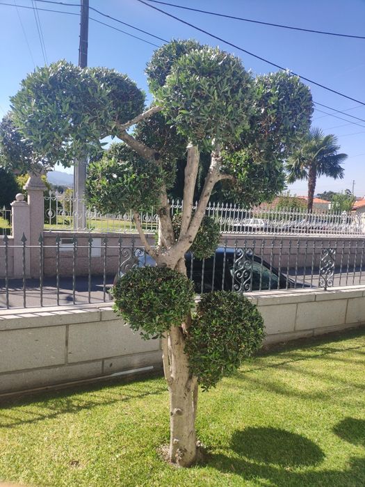 Oliveira para jardim